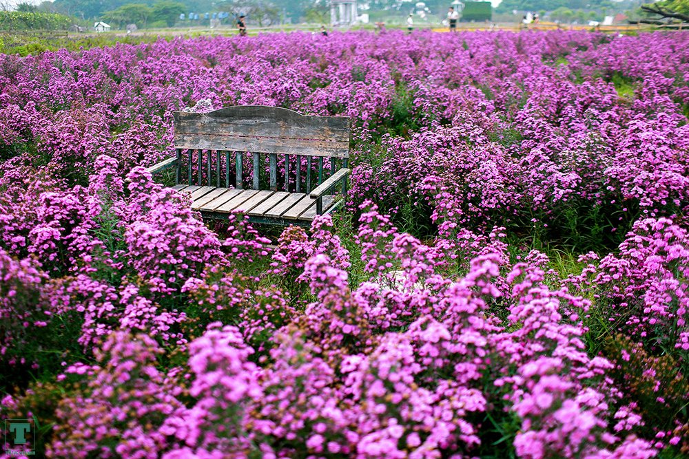 Vườn hoa ở hà nội Sắc hoa rực rỡ tại thảo nguyên hoa Long Biên