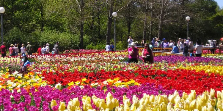 Du Lịch Đà Lạt Bằng Xe Limousine: Trải Nghiệm Êm Ái & Hấp Dẫn